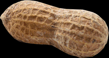 Peanut taken from http://arete.iambored.com/peanut.jpg